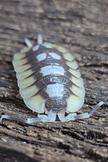 Porcellio Isopods for sale